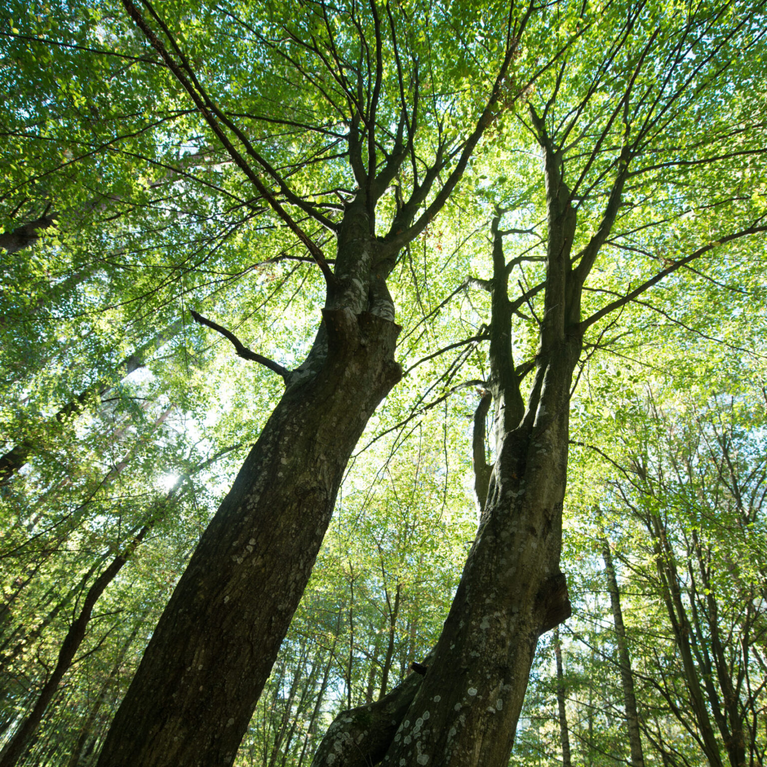 sunlight through the green foliage of crowns trees, bottom view